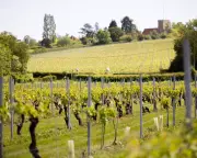 How an Essex Valley Became a Top UK Wine Region – Even the French Take Notice