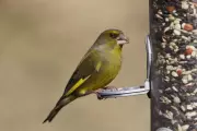 How Bird Feeders May Be Harming Greenfinches: Expert Tips to Help