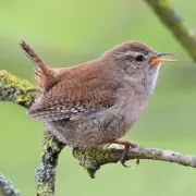 How to Attract Wrens to Your Garden This Spring with One Food