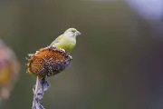 How to Help Greenfinches in Your Garden Naturally