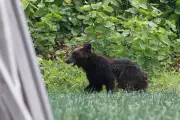 How to Survive a Bear Encounter in Japan: New Study Reveals Key Defense