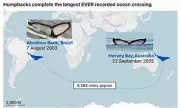 Humpback Whale Breaks Record with Epic Ocean Crossing from Australia to Brazil