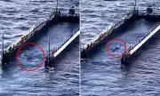 Humpback Whale Timmy Attempts Escape During Million-Pound Rescue Barge Journey