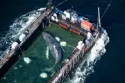 Humpback Whale 'Timmy' Freed in North Sea After Weeks Stranded Off Germany