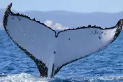 Humpback Whales Break Migration Record with Epic 9,300-Mile Journey