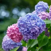 Hydrangeas Colour Change: Simple Soil Method for Pink to Blue Blooms