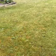 I Used Monty Don's Method to Remove Lawn Moss in 3 Hours Without Raking