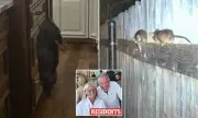 Idaho Resident Catches Rat by Hand as Infestation Sparks Political Row
