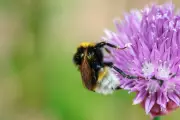 Identifying Fascinating Garden Bees: Expert Guide