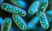 Immune Cell Training Offers New Hope Against Drug-Resistant Infections