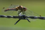 India's Missing Dragonflies Signal Ecological Crisis in Western Ghats