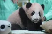 Indonesia's First Giant Panda Cub Rio Thrives Before Public Debut