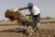 Iran War Spurs Farmers to Seek Fertilizer Alternatives from Cow Dung to Compost