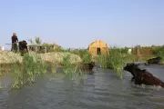 Iraq's Historic Marshes Revive After Years of Devastating Drought