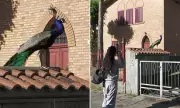 Italian Village Overrun by 120 Peacocks Seeking Love, Causing Chaos