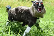 Japan's Robot Wolf Sells Out as Record Bear Attacks Drive Demand
