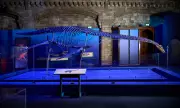 Jurassic Oceans: NHM Exhibition Showcases Prehistoric Sea Monsters