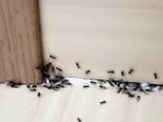 Keep Ants Out of Your Home This Spring with a Simple Cinnamon Spray