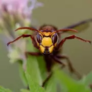 Keep Wasps Away with a Simple Plastic Bag Decoy This Summer