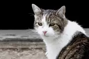 Keeping Cats Indoors May Extend Their Lives by Two to Three Years