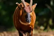 Kenya's 'Ghost of the Forest' Mountain Bongo Reintroduced to Wild