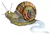 Kids' Quiz: Snail Shells and Fiercest Animals Fun Facts
