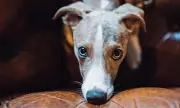 Labrador Retriever Tops UK Dog Breed Rankings for 2026 as Whippets Surge