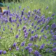 Lavender Owners Urged to Do 1 Simple Task for Summer Blooms