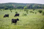 Legal Challenge to Trump's Plan to Open 24m Acres to Cattle Grazing