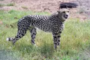Leopard attack kills four cheetah cubs in India reintroduction setback