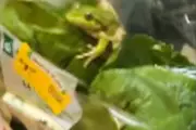 Live Frog Found in Bag of Lettuce at Australian Grocery Store