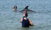 Lone Dolphin in French Beach Town Draws Crowds and Safety Concerns