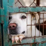 Lonely Dog Enzo Waits 200 Days for a Forever Home at RSPCA