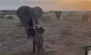 Lost Elephant Calf Reunited with Herd in Heartwarming Rescue in Kenya