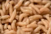 Maggot Therapy: FDA-Approved 'Nature's Microsurgeons' Still a Leading Treatment in US