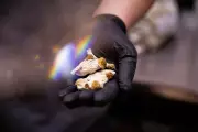 Magic Mushrooms Show Promise for Cocaine Addiction Treatment