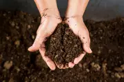 Maine High School Students Mistake Baked Soil for Dessert at Charity Event