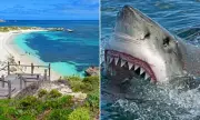 Man Critically Injured in Shark Attack at Rottnest Island Near Perth