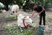 Man Gored to Death by Buffalo During Eid al-Adha Ritual in Malaysia