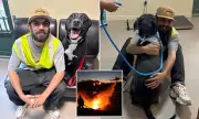 Man Reunites with Dog After 15 Months Apart Due to LA Wildfires