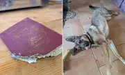 Man Stranded in France After Puppy Chews Passport to Shreds