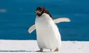 Memoir of Antarctic Research and Healing Among Adelie Penguins