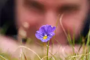 Metallophyte Plants Thrive on Heavy Metal Contaminated Spoil Heaps