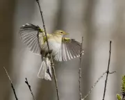 Migratory Bird Numbers Fall in Britain Despite Warm Spring