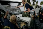 Military Dolphins: The US Navy's Secret Weapon Explained