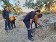 Millennium-Old Dingo Burial Site Reveals Bond with First Nations People