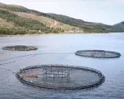 Millions of Salmon Deaths at Scottish Farms Revealed After Watchdog Ruling
