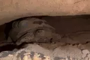 Mojave Max Tortoise Breaks Record for Latest Spring Emergence in Nevada