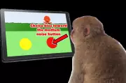 Monkeys Play Video Game Driven by Curiosity, Not Rewards, Stumping Scientists