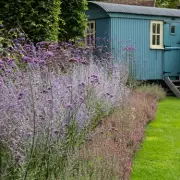 Monty Don's 5-Minute Lavender Job for Year-Round Colour